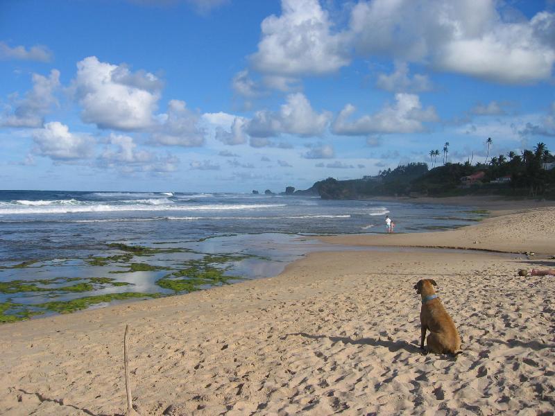 Round House Hotel Bathsheba Kültér fotó